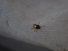 Cryptocephalus pygmaeus