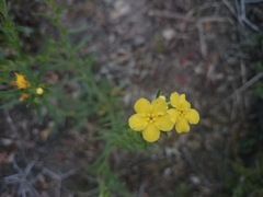 Lithospermum mirabile