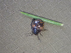 Holcogaster fibulata