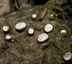 Poronia erici