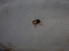 Cryptocephalus pygmaeus