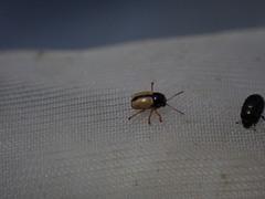 Cryptocephalus pygmaeus