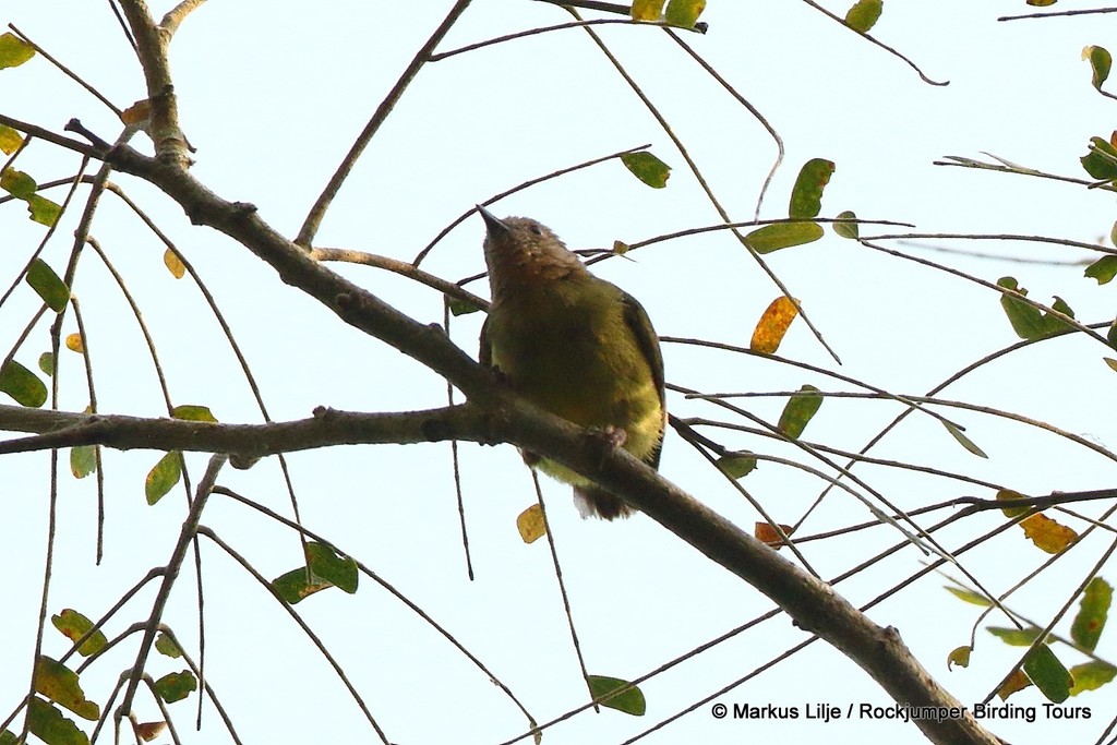 Lemon-bellied Crombec photo