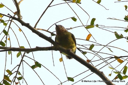 Lemon-bellied Crombec