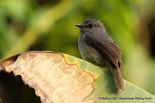 Dusky-blue Flycatcher