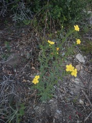 Lithospermum mirabile