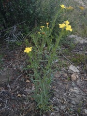 Lithospermum mirabile