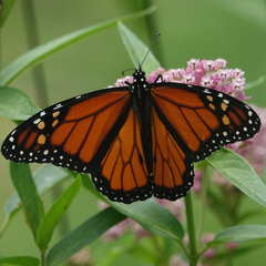 Danaus plexippus