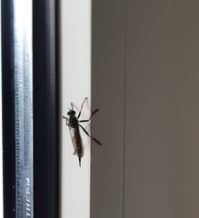 Neomochtherus geniculatus