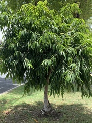 Ficus maclellandii