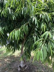 Ficus maclellandii