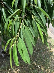 Ficus maclellandii