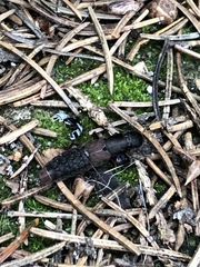 Platydracus mysticus