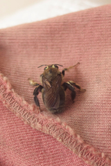 Xylocopa artifex