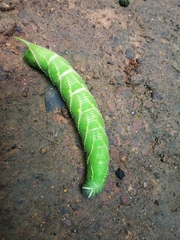 Lepidoptera