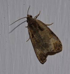 Olethreutes malana