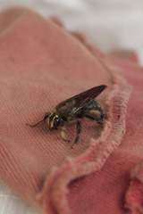 Xylocopa artifex