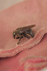 Xylocopa artifex