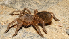 Acanthoscurria natalensis