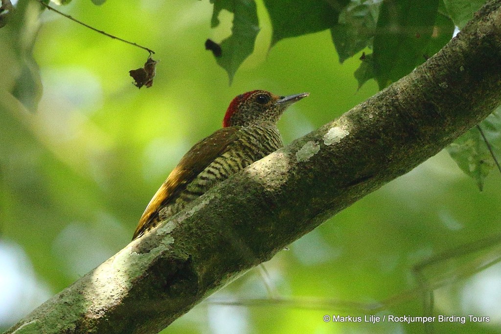 Green-backed Woodpecker