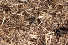 Podarcis carbonelli carbonelli