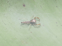 Indopadilla vimedaba