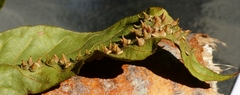 Caryomyia marginata