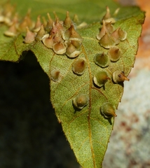 Caryomyia marginata