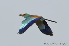 Coracias abyssinicus