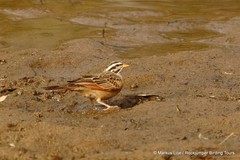 Emberiza goslingi