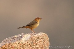 Cisticola aberrans