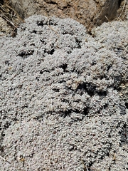 Eriogonum caespitosum