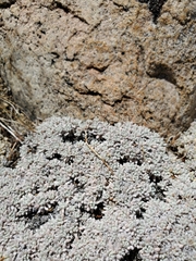 Eriogonum caespitosum