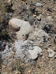 Eriogonum caespitosum