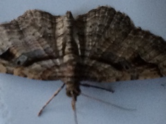 Costaconvexa