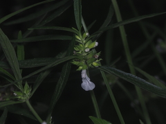 Leucas lavandulifolia