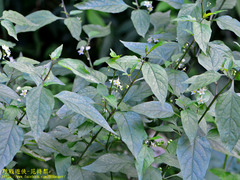 Solanum scabrum