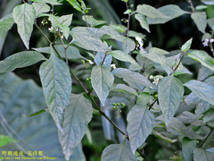Solanum scabrum