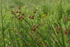 Juncus acutiflorus