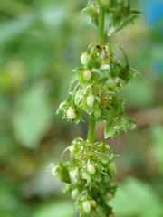 Rumex obtusifolius obtusifolius