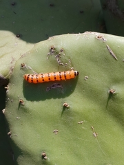 Cactoblastis cactorum