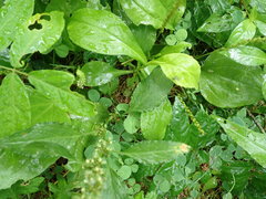 Rumex obtusifolius obtusifolius