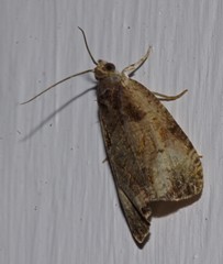 Olethreutes malana