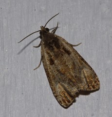 Olethreutes malana
