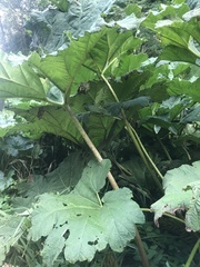 Gunnera tinctoria