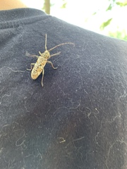 Monochamus marmorator