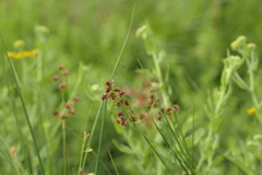 Juncus acutiflorus