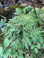 Cystopteris montana