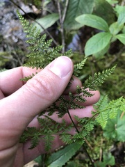 Cystopteris montana