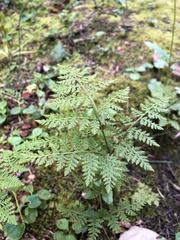 Cystopteris montana